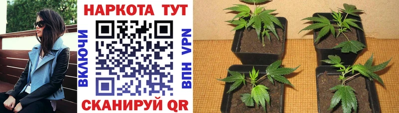 Бошки Шишки Бодайбо